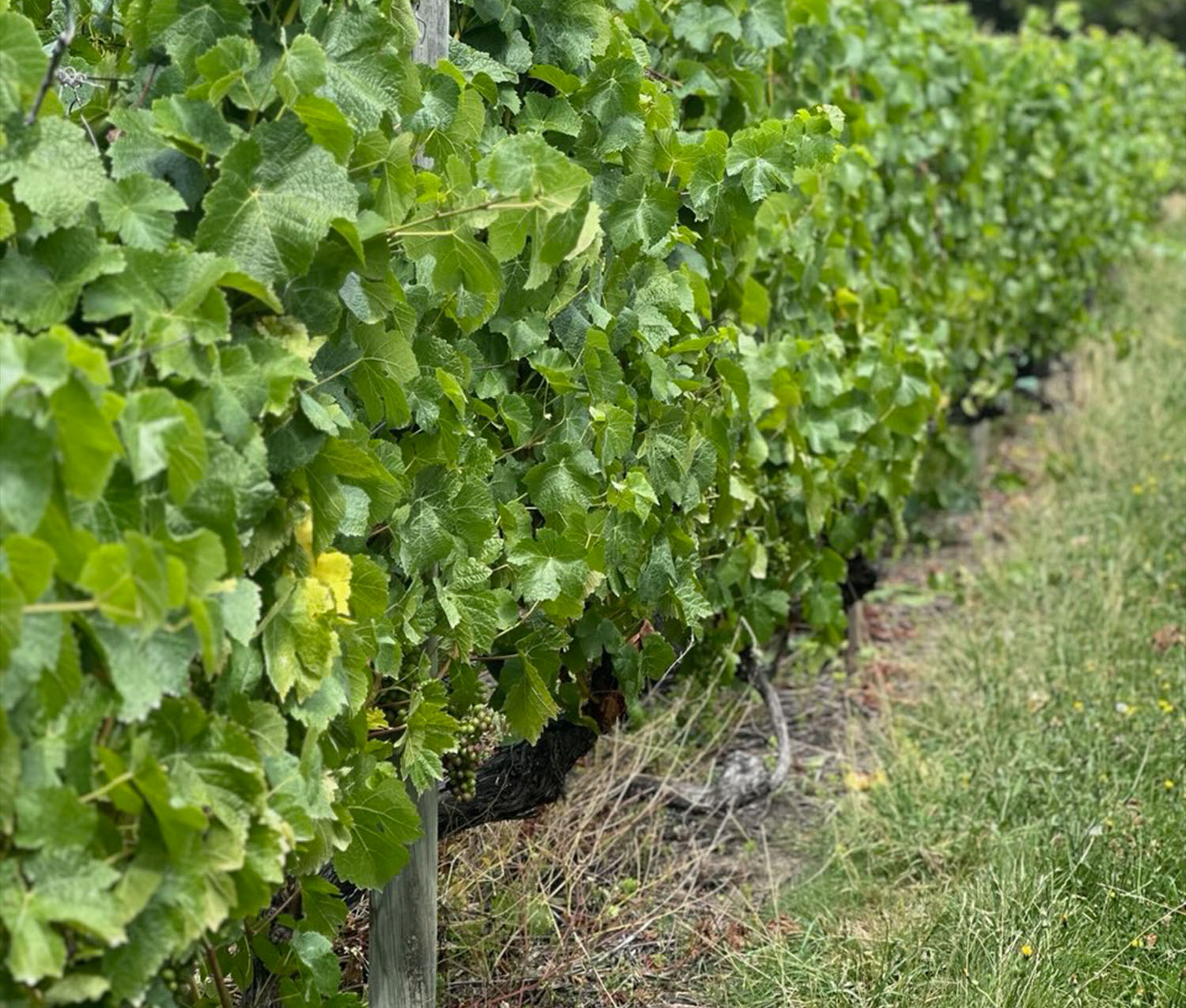 Vintage 2025 Update from Liam McElhinney Lowestoft